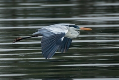 Ardea cocoi