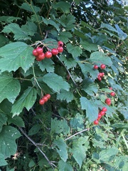 Viburnum opulus americanum