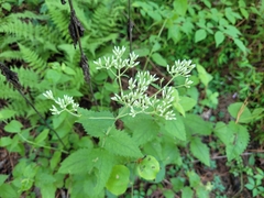 Eupatorium pubescens