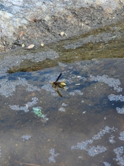 Polistes comanchus