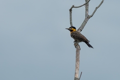 Colaptes campestris campestris