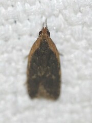 Ardozyga compsochroa