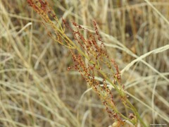Rumex papillaris