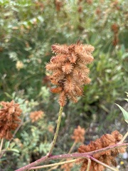 Glycyrrhiza