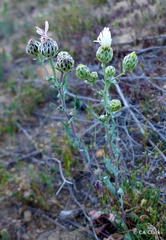 Malacothrix coulteri
