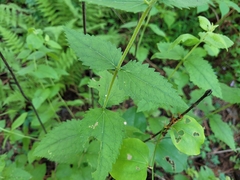 Eupatorium pubescens