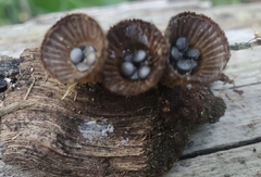 Cyathus striatus