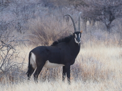 Hippotragus niger niger