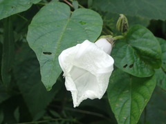 Ipomoea pandurata