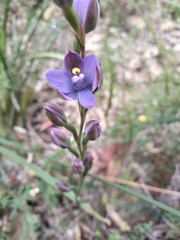 Thelymitra malvina
