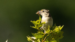 Ammodramus savannarum