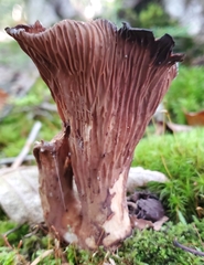 Turbinellus floccosus