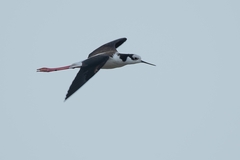 Himantopus mexicanus melanurus