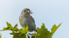 Ammodramus savannarum