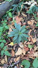 Daphne laureola