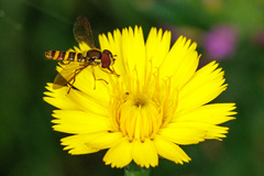 Fazia micrura