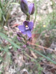 Thelymitra malvina