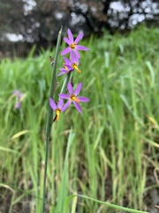 Olsynium scirpoideum