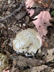 Entoloma abortivum