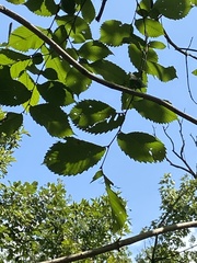 Ulmus americana