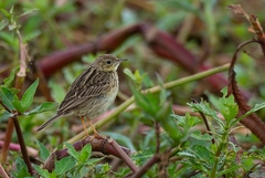 Anthus lutescens