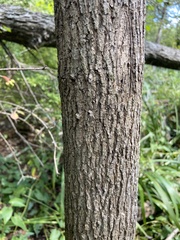Ulmus americana