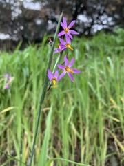 Olsynium scirpoideum