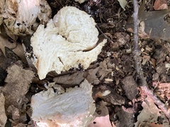Entoloma abortivum