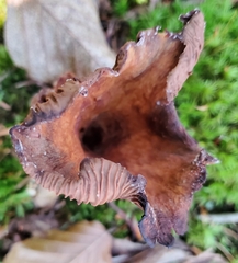 Turbinellus floccosus