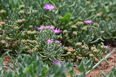 Drosanthemum hispidum