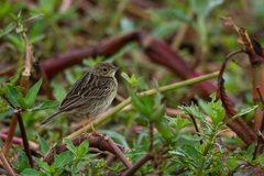 Anthus lutescens