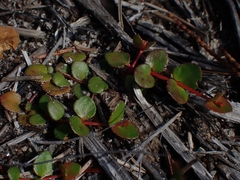 Gonocarpus micranthus