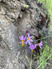 Olsynium scirpoideum