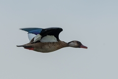 Amazonetta brasiliensis