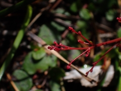 Gonocarpus micranthus
