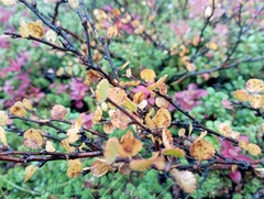 Betula nana