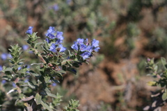 Lobostemon trigonus