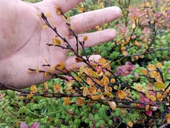 Betula nana