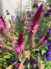 Celosia