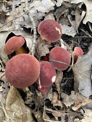 Hortiboletus rubellus
