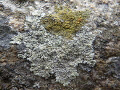 Candelariella