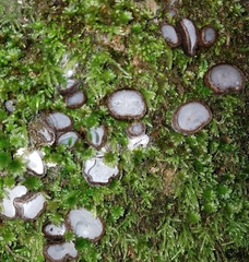 Humaria hemisphaerica