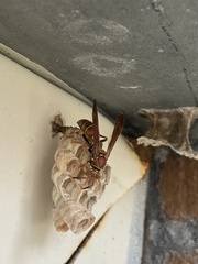 Polistes dorsalis dorsalis