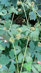 Sanicula canadensis