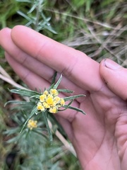 Chrysocephalum semipapposum