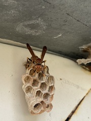 Polistes dorsalis dorsalis