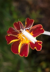 Homoeosoma electella