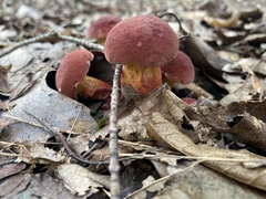 Hortiboletus rubellus