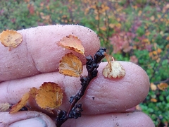 Betula nana