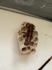 Polistes dorsalis dorsalis